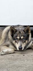 Reunited Male Dog last seen Massachusetts, La Mesa, CA 91941