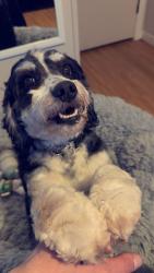 Lost Female Dog last seen 10 mile and Gratiot Ave, Roseville, MI 48066