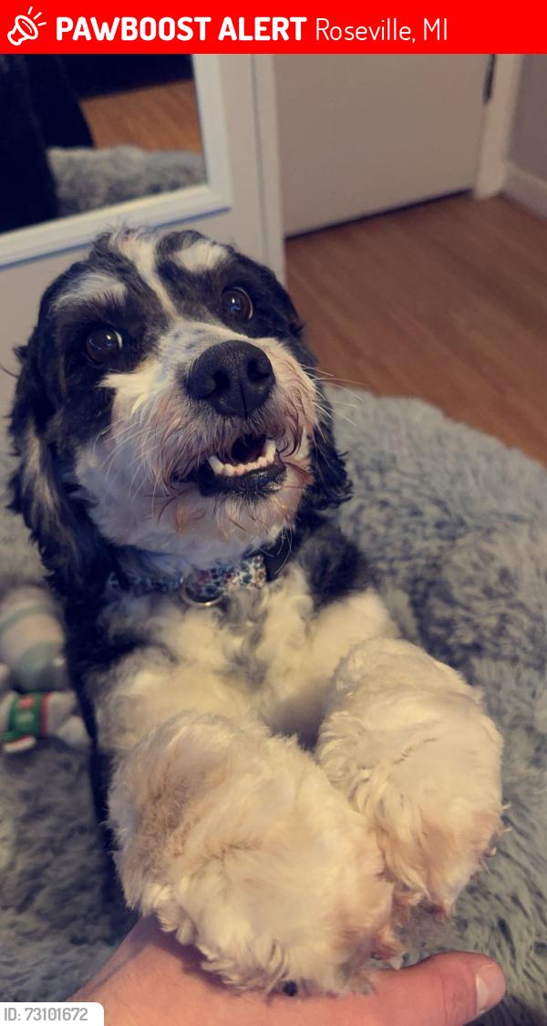 Lost Female Dog last seen 10 mile and Gratiot Ave, Roseville, MI 48066