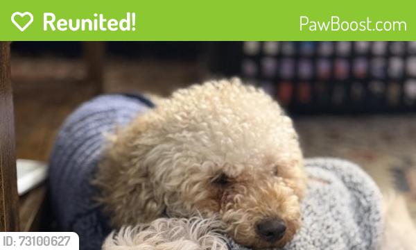 Reunited Male Dog last seen Laurel st, william st, welton st, wall st, Waterbury, CT 06702