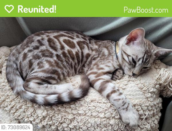 Reunited Male Cat last seen Iddesleigh road, Bedford, Bedford, England MK40 4LN