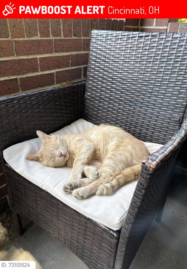 Lost Male Cat last seen Seibel Lane & Covedale Ave, Cincinnati, OH 45238