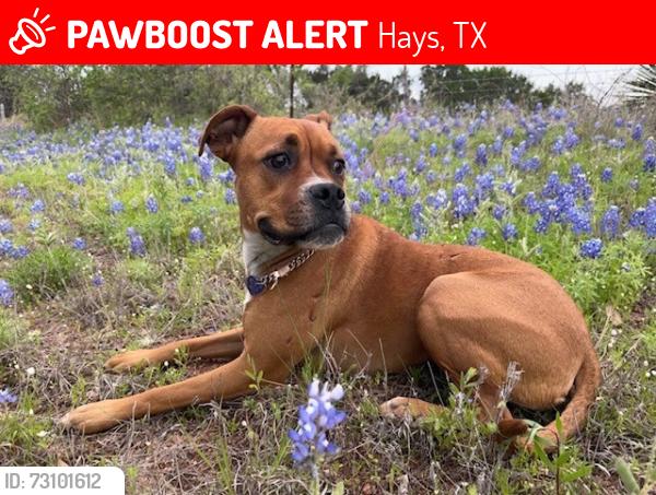 Lost Female Dog last seen Thornless Cir and Satsuma , Hays, TX 78610