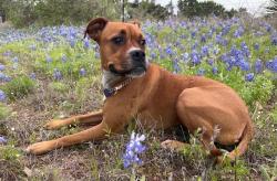 Lost Female Dog last seen Thornless Cir and Satsuma , Hays, TX 78610