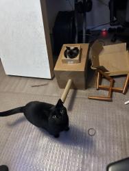 Lost Male Cat last seen Top Flight dr, Shoal River rd, Live Oak Church Rd, Crestview, FL 32539