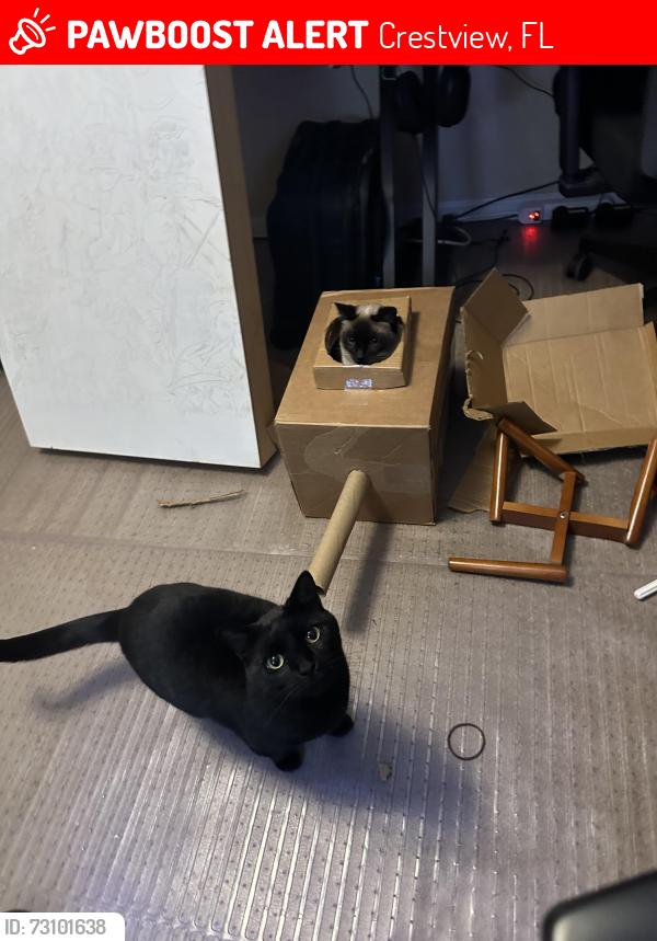 Lost Male Cat last seen Top Flight dr, Shoal River rd, Live Oak Church Rd, Crestview, FL 32539