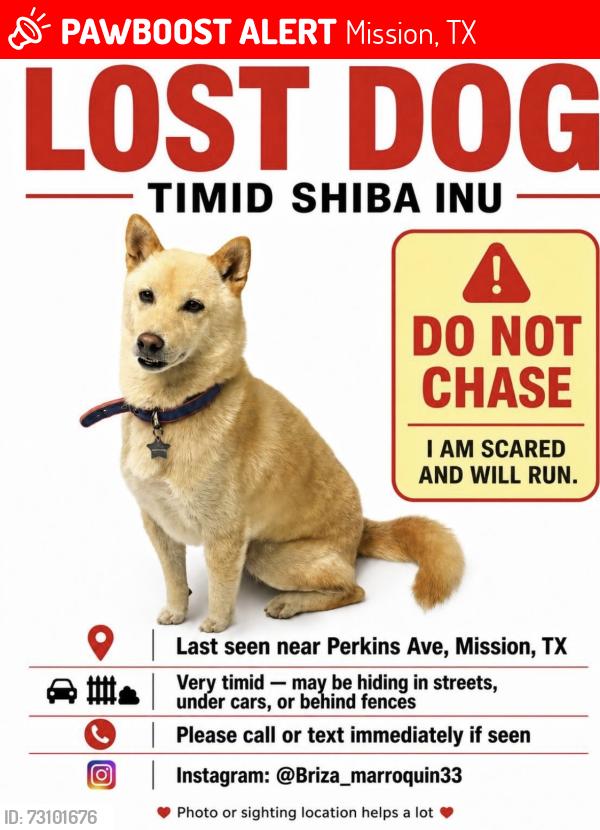 Lost Male Dog last seen Perkins Ave. Mission, Tx, Mission, TX 78574