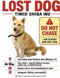 Lost Male Dog last seen Perkins Ave. Mission, Tx, Mission, TX 78574