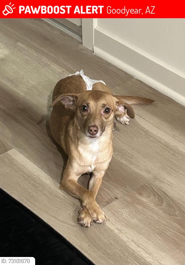 Lost Female Dog last seen S 173rd Ave, Goodyear, AZ 85338