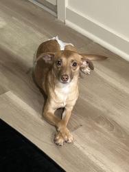 Lost Female Dog last seen S 173rd Ave, Goodyear, AZ 85338