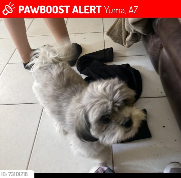 Lost Female Dog last seen 1984S 39th Dr, Yuma, AZ 85364