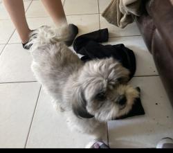 Lost Female Dog last seen 1984S 39th Dr, Yuma, AZ 85364