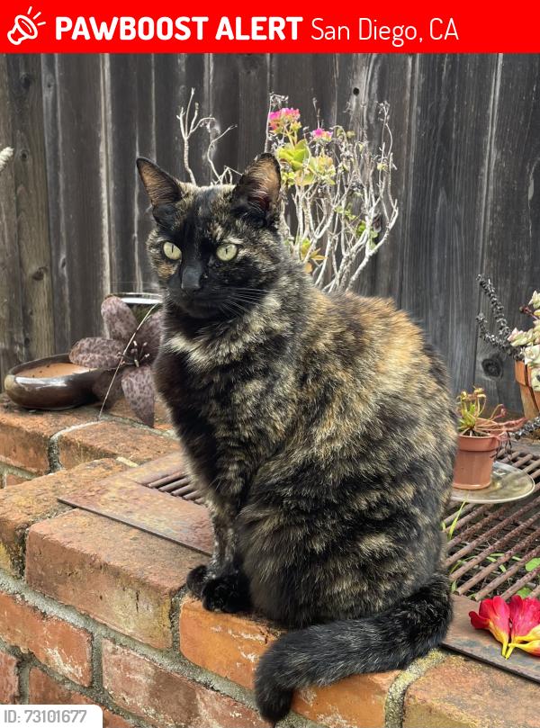 Lost Female Cat last seen Near Gravilla Pl, San Diego, CA 92037
