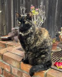 Lost Female Cat last seen Near Gravilla Pl, San Diego, CA 92037