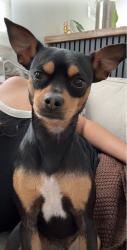 Reunited Male Dog last seen Cedar, Bellmawr, NJ 08031