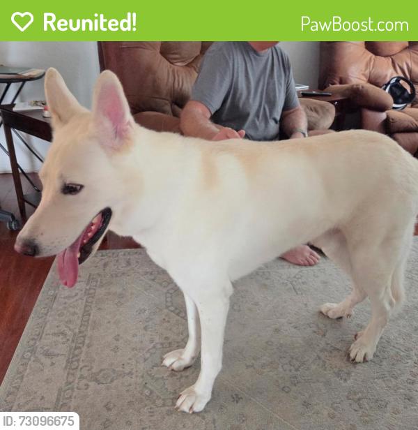 Reunited Male Dog last seen Embassy regency light port richey fl, Jasmine Estates, FL 34668