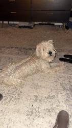 Found/Stray Male Dog last seen Bella Rosa & Grand Mesa Ave, Frederick, CO 80530