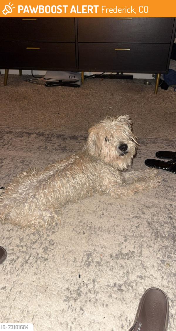 Found/Stray Male Dog last seen Bella Rosa & Grand Mesa Ave, Frederick, CO 80530