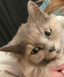 Lost Female Cat last seen WestGate neighborhood. Wailing Rd, West Columbia, SC 29170