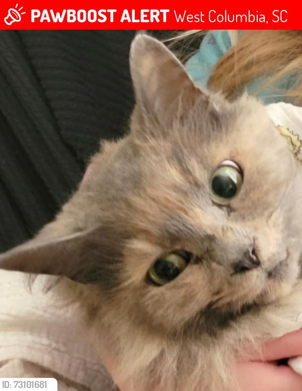 Lost Female Cat last seen WestGate neighborhood. Wailing Rd, West Columbia, SC 29170