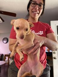 Reunited Female Dog last seen Tesuqe and painted pony trail, Albuquerque, NM 87120