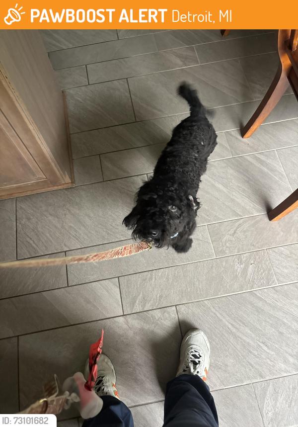 Found/Stray Male Dog last seen Joy rd telegraph, Detroit, MI 48228