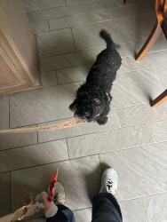 Found/Stray Male Dog last seen Joy rd telegraph, Detroit, MI 48228