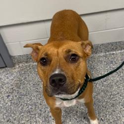 Shelter Stray Female Dog last seen , 328 Furman Hall Rd, Greenville, SC 29609, USA