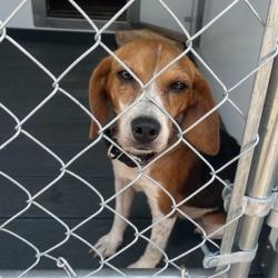 Shelter Stray Female Dog last seen , 328 Furman Hall Rd, Greenville, SC 29609, USA