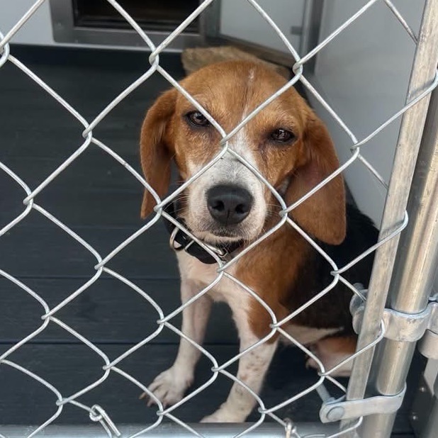 Shelter Stray Female Dog last seen , 328 Furman Hall Rd, Greenville, SC 29609, USA
