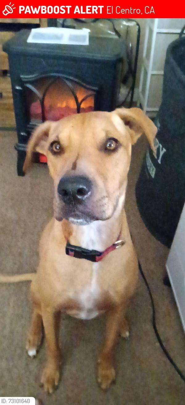 Lost Female Dog last seen Ross and 8th St, El Centro, CA 92243