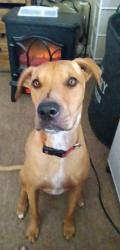 Lost Female Dog last seen Ross and 8th St, El Centro, CA 92243