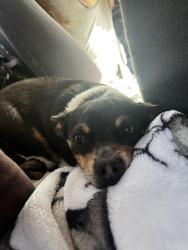 Lost Male Dog last seen Near east miller cove rd Walland tn, Walland, TN 37886