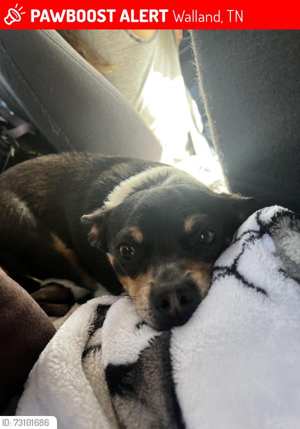 Lost Male Dog last seen Near east miller cove rd Walland tn, Walland, TN 37886