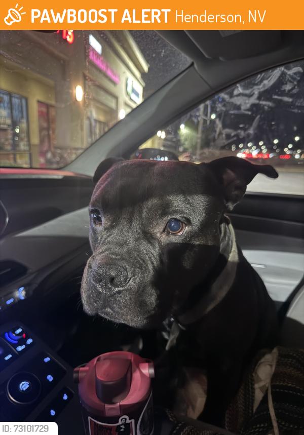 Found/Stray Male Dog last seen Taylor and Lake Mead, Henderson, NV 89015