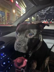 Found/Stray Male Dog last seen Taylor and Lake Mead, Henderson, NV 89015