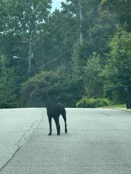 Found/Stray Unknown Dog last seen Brandon Acres Lane and DeeDee Trail, Buford, GA 30519