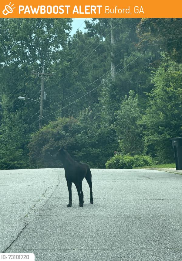 Found/Stray Unknown Dog last seen Brandon Acres Lane and DeeDee Trail, Buford, GA 30519