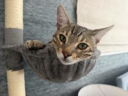 Reunited Male Cat last seen Near Wilkins Ave, Los Angeles, CA 90024, USA, Los Angeles, CA 90024