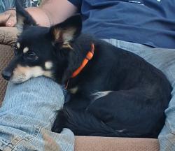 Reunited Female Dog last seen Near NC-226, Casar, NC 28020, USA, Casar, NC 28020