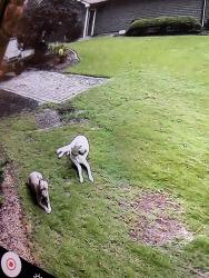 Reunited Unknown Dog last seen Old Lost Mtn Rd / Richard Sailors Pwy, Powder Springs, GA 30127