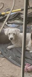 Reunited Male Dog last seen Near Harbinson Ave, La Mesa, CA 91942, USA, La Mesa, CA 91942