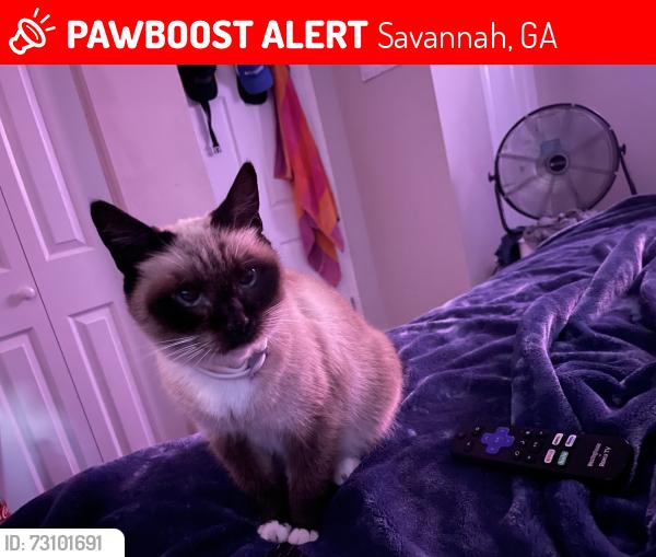 Lost Female Cat last seen The corner of Stevens and w 44th St., Savannah, GA 31405
