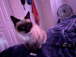 Lost Female Cat last seen The corner of Stevens and w 44th St., Savannah, GA 31405