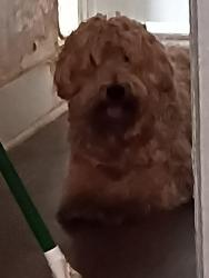 Reunited Female Dog last seen Community center, Tacoma, WA 98405