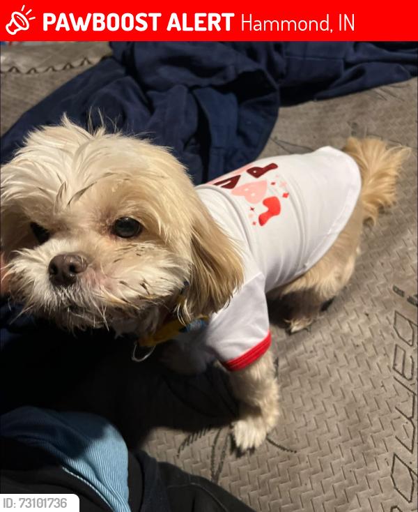 Lost Female Dog last seen Conkey and Vanburen Ave Near Ice Cream Shop, Hammond, IN 46324
