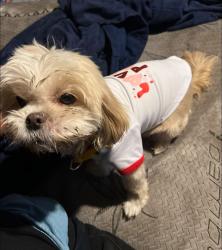 Lost Female Dog last seen Conkey and Vanburen Ave Near Ice Cream Shop, Hammond, IN 46324