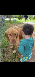 Reunited Male Dog last seen NE 28th, Haltom Rd, Beach st, Belknap, Haltom City, TX 76117