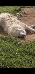 Lost Female Dog last seen Courtney's Corner in Sumerduck close to Dollar General, Fauquier County, VA 22742