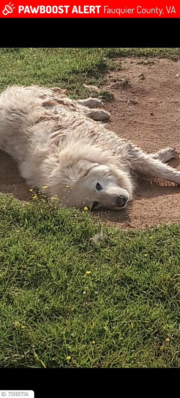 Lost Female Dog last seen Courtney's Corner in Sumerduck close to Dollar General, Fauquier County, VA 22742